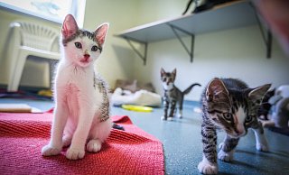Zahlreiche Kitten bevölkern derzeit das Katzenhaus. Sie sind süß anzuschauen, aber sie brauchen auch viel Zuwendung. Und das kostet Zeit. - Sarah Jonek