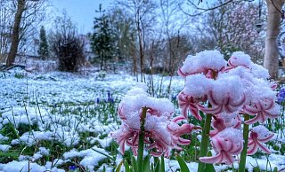 Der Schnee bedeckt die neuen Blumen. - Katharina Eisele
