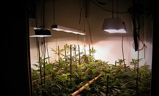 Die Cannabis-Pflanzen wuchsen in dem Bad Lippspringer Haus in technisch professionell ausgestatteten Plantagen. - Polizei Paderborn