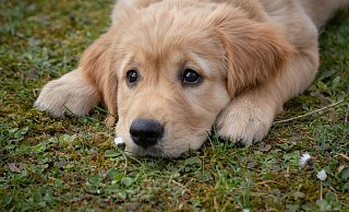 Hundehalter sollen beim Gassigehen besonders auf ihre Tiere achten. - (Symbolbild) Pixabay