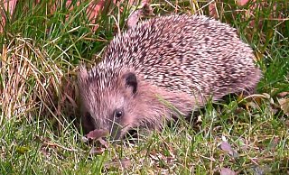 Igel - privat