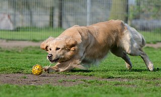 Spiel und Spaß sollen Hunde demnächst in Borchen auf einer neuen Auslaufwiese erleben. - Pixabay
