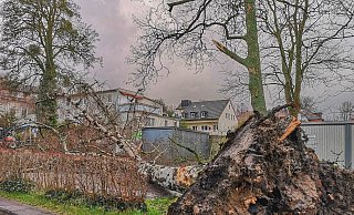 Hinter dem Rathaus wurde eine große Birke von "Sabine" entwurzelt. - Volker Müller-Ulrich
