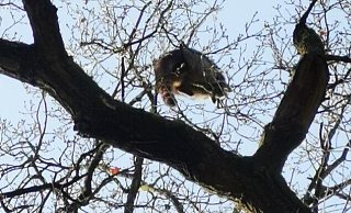 Katze oder Waschbär? - Feuerwehr Bad Salzuflen