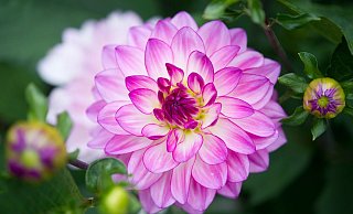 Mit leuchtenden Farben und großen Blüten verwandeln Dahlien jedes Beet in ein Feuerwerk der Lebensfreude. - Franziska Gabbert/dpa-tmn