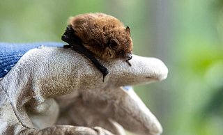 Wer eine Fledermaus findet und bergen will, sollte stets Handschuhe tragen. - Daniel Karmann/dpa/dpa-tmn