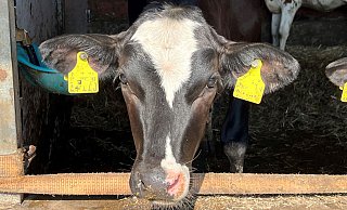 Die Landwirte im Kreis Höxter sind wegen des Maul-und-Klauenseuchen-Ausbruchs in Brandenburg besorgt um Rinder, Schafe, Ziege und Schweine. Auch Zoo- und Wildtiere können erkranken. - WLV