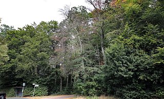 Auswirkung der Trockenheit: Die Linden an der Stadtholzstraße sind tot. - Frank-Michael Kiel-Steinkamp