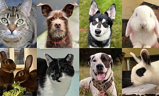 Hunde, Katzen und Kaninchen suchen ihr neues Glück. (v.l. oben) Katze "Elli", Affenpinscher-Mix "Dallas", Husky-Schäferhund-Mix "Müsli", Widder "Olaf", Castor-Rex-Kaninchen „Ginny“und „Draco“ (v.l. unten), Katze "Tanana", Dalmatiner-Dogge „Konfetti“ und Zwergkaninchen "Holly". - Tierschutzverein Bielefeld