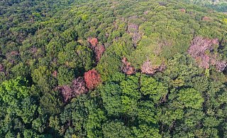 Kranker Wald: Die Schäden sind häufig in Hanglagen und auf Kuppen zu sehen. Die Bäume trocknen aus und sterben. - AFP