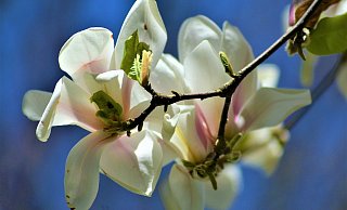 Wunderschön blühende Magnolien sollen die kranken Kirchbäume ersetzen. - Pixabay/Symbolbild