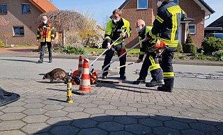 Augenscheinlich gesund konnte der Waschbär befreit werden. - Feuerwehr