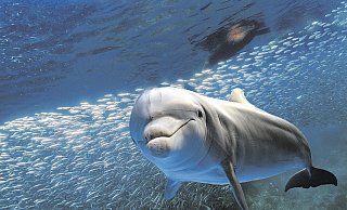 Hello again: Aufgrund der niedrigeren Umweltbelastungen lassen sich Delfine und Fische derzeit an für sie ungewöhnlichen Orten sehen. - istock