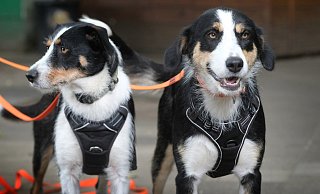 Mutter Prinzessa (2) und Tochter Kira (1) sind eine Mischung aus Podenco und Border Collie. Die beiden sind zwei echte Powerhunde, die sehr aneinander hängen. - Andreas Frücht