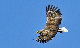 Beeindruckende Erscheinung: Der Seeadler gilt mit einer Flügelspannweite von bis zu 2,60 Metern als größter europäischer Greifvogel. - Patrick Pleul/dpa/dpa-tmn