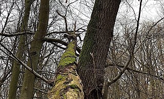Genau hingeschaut: Nahezu am Ende des halb umgestürzten Baumstamms steckt der Mischlingshund in rund acht Metern Höhe fest. - Feuerwehr Bad Salzuflen