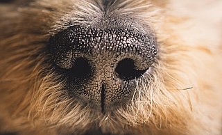 44 Hunde, zehn Katzen, sechs Ziegen, sieben Schweine, fünf Gänse und vier Laufenten wurden aus schlechter Haltung gerettet. - Symbolbild: Pixabay