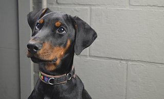 Der Dobermann eines Minden-Lübbeckers musste nach einem Spaziergang in die Tierklinik. - Symbolfoto: Pixabay