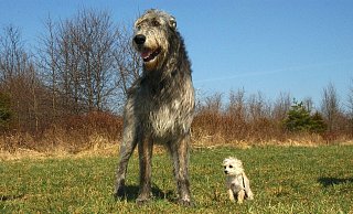 Ohne Leine: Die Freie Bürger Initiative (FBI) Höxter setzt sich weiter für eine Hundewiese in Höxter ein. - Symbolbild: Pixabay