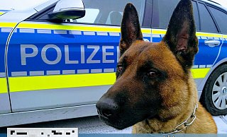 Der eingesetzte Hund verletzte den Mann am Bein. - Symbolfoto: Polizei