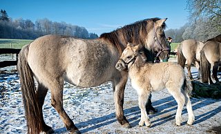 Mama ist die Beste: Monty kuschelt sich im Tarpangehege des Bielefelder Tierparks Olderdissen an seine Mutter Jolita. Kalt ist ihm dank seines kuschligen Winterfells nicht. - Barbara Franke