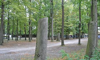 Einige Bäume müssen bei der Sanierung des Parkplatzes weichen. - Ludger Osterkamp