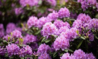 So prachtvoll blüht der Rhododendron! Damit das so bleibt, sollte man die Rhododendronzikade von der Pflanze fernhalten, zum Beispiel mit einer Gelbtafel. - Daniel Reinhardt/dpa/dpa-tmn
