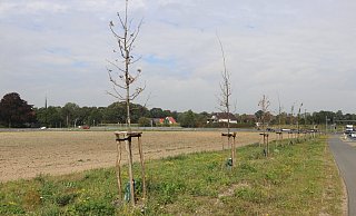 An der B611 zwischen Löhne und Vlotho-Exter sind einige der 650 Bäume vetrocknet. - Susanne Barth