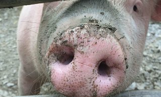 Ein Hausschwein hatte reichlich Schwein, dass bei seinem Ausflug auf der Bundesstraße nichts passierte. - Jeanette Salzmann