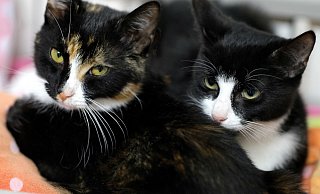 Auch diese Katzen hoffen im Gütersloher Tierheim auf ein neues Zuhause. - Andreas Frücht