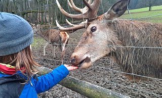 Rehe und Hirsche ganz nahe gibt's im Wildgehege Willebadessen. - David Schellenberg