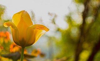 Ab Montag gibt es dann laut DWD-Prognose reichlich Sonnenschein. - Symbolfoto: Pixabay/ Joachim Mayr
