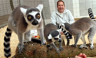 Thorsten Dodt mit Kattas im Gehege. - Frank-Michael Kiel-Steinkamp (Archivbild)