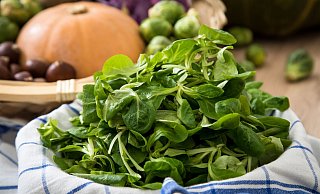 Die zarten, grünen Blättchen des Feldsalats sind empfindlich und sollten daher möglichst frisch auf den Teller kommen. - Christin Klose/dpa-tmn