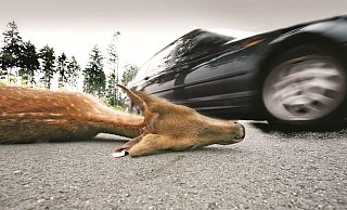 Seitdem wieder ständig Autos über den Teutoburger Wald-Kamm fahren, kommt es zu vielen Unfällen und gefährlichen Situationen. - NW