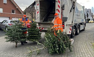 Die Mitarbeiter des ASP sammelten im Januar 2024 täglich mehr als 1.000 Bäume. - ASP (Archivbild) Die Mitarbeiter des ASP sammelten im Januar 2024 täglich mehr als 1.000 Bäume. - ASP (Archivbild)