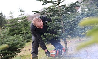 Keine Rettung in Sicht: Till Moerkerk fällt eine Tanne, die nicht zum Weihnachtsbaum taugt. - David Knapp