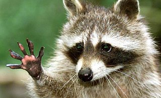 Sie sehen niedlich aus, sorgen aber für erhebliche Schäden an Häusern: Waschbären. Auch in Bünde gibt es immer mehr Tiere. - Symbolfoto: dpa