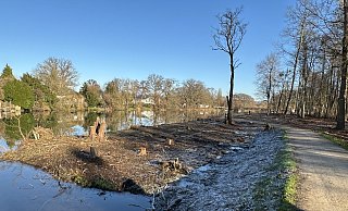 Die Bäume sind weg, das Werreufer ist frei für den großen Flussumbau. - Jörg Stuke