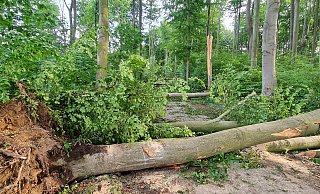 Das Schadensmuster in Randringhausen weist zum Teil auf einen Tornado hin, sagt Friedrich Föst. - Friedrich Föst Das Schadensmuster in Randringhausen weist zum Teil auf einen Tornado hin, sagt Friedrich Föst. - Friedrich Föst