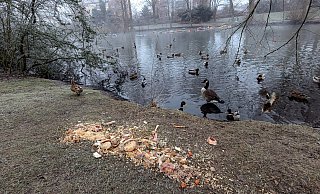 Es war ein widerwärtiger Anblick in der Winterlandschaft am Wochenende: Am Baderbachteich in Stieghorst haben Unbekannte einen ganzen Müllsack mit alten Brötchen, Fleischresten, Knochen, Gemüse und Nudeln entleert. Von Tierliebe kann hier keine Rede sein. - Felix Brenneke
