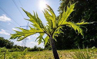 Der Saft des Riesenbärenklau ist gefährlich und kann Verbrennungen auf der Haut auslösen. - Christoph Schmidt/dpa/dpa-tmn