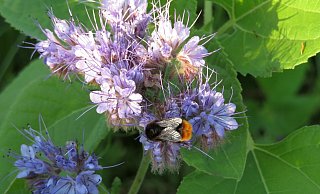 Viele Blühstreifen gibt es im Kreis Höxter: Die Nektar- und pollenreichen Blüten werden von Bienen und Co. besucht. - WLV