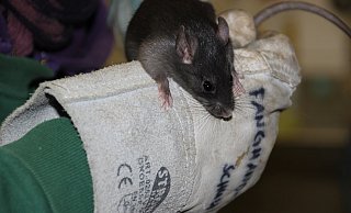 Im Vergelich zu Wander- oder Kanalratten haben Hausratten größere Ohren, einen etwas spitzeren Kopf und längeren Schwanz und dunkleres, eher anthrazitfarbenes Fell. - Ivonne Michel