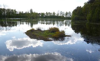 Idylle: Auf einer kleinen Insel im Schnakenpohl wächst englischer Ginster. Diese Pflanze steht auf der "roten Liste". Wolken spiegeln sich auf der glatten Wasseroberfläche. - Winrich Dodenhöft