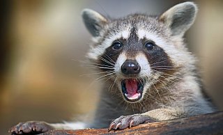 Sie schaden der Natur, sie schaden dem Menschen - Waschbären sind eine invasive Art. - Sarah Jonek