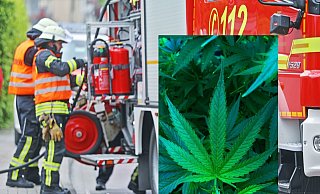 Als Feuerwehrleute auf der Suche nach einem Gasleck die Wohnung des 36-Jährigen durchsuchten, stießen sie auf eine beträchtliche Hanfpflanze. - Symbolfotos: Sarah Jonek/Pixabay