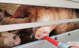 Das Foto der Polizei zeigt Schweine in einem Tiertransport, die von der Feuerwehr mit Wasser versorgt werden. - Polizei Dortmund