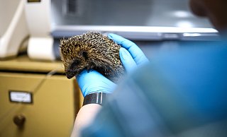 Die kleine Hanna ist ein Jungtier aus dem vergangenen Jahr. Liebevoll wird die kleine Igelin aktuell von den Ehrenamtlern der Igelhilfe OWL-Herford aufgepäppelt. - Daniel Salmon