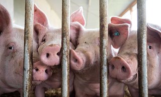 Schweine stehen in einem Schweinestall. Sie sind derzeit besonders gefährt, sich mit MKS zu infizieren. - picture alliance/dpa